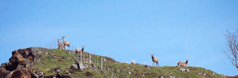 Deer at Kylesku